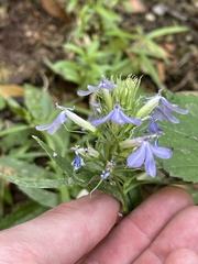 Palmerella debilis serrata