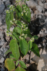 Euphorbia xalapensis