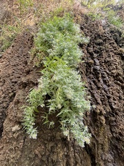 Palmerella debilis serrata