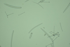 Acarnus erithacus