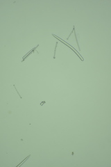 Acarnus erithacus