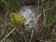 Gomphocarpus fruticosus fruticosus