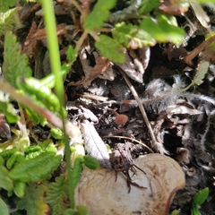 Rhizomarasmius epidryas