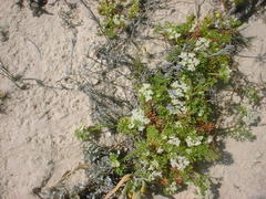 Dasispermum