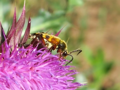 Typocerus octonotatus
