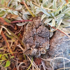 Catapyrenium cinereum