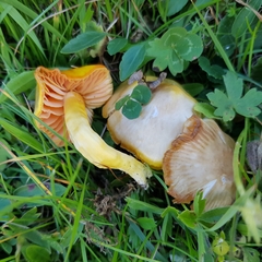 Hygrocybe quieta