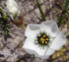 Drosera zeyheri