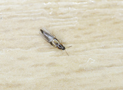 Lordithon trimaculatus