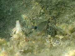 Parablennius sanguinolentus