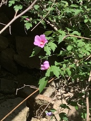 Eriocapitella × hybrida