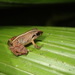 Similar Litter Frog - Photo (c) Edward Bell, some rights reserved (CC BY), uploaded by Edward Bell
