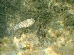 Parablennius sanguinolentus