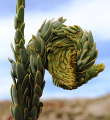 Lachnaea