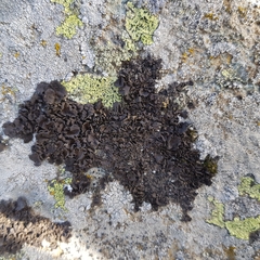 Umbilicaria polyphylla