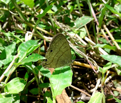 Hermeuptychia hermes