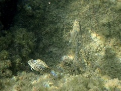 Parablennius sanguinolentus