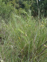 Gomphocarpus tomentosus tomentosus