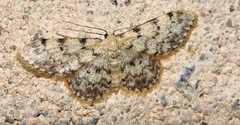 Idaea contiguaria