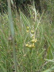 Gomphocarpus tomentosus tomentosus