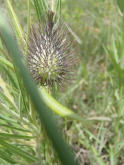 Gomphocarpus tomentosus tomentosus