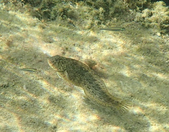 Parablennius sanguinolentus