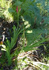 Gladiolus sempervirens