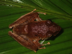 Craugastor crassidigitus