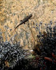 Trachylepis variegata