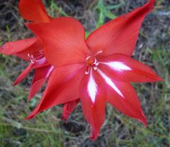 Gladiolus sempervirens