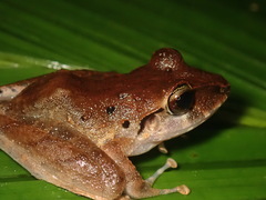 Craugastor crassidigitus