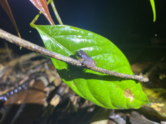 Craugastor podiciferus