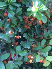 Pyracantha coccinea