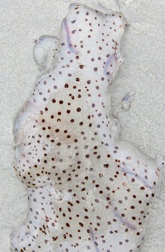 Desmonema gaudichaudi