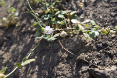 Sidalcea hickmanii parishii