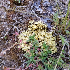 Vulpicida juniperinus