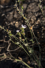 Sidalcea hickmanii parishii