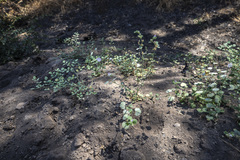 Sidalcea hickmanii parishii