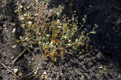 Sidalcea hickmanii parishii