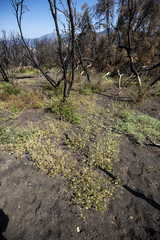 Sidalcea hickmanii parishii