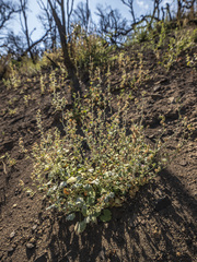 Sidalcea hickmanii parishii