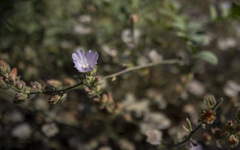 Sidalcea hickmanii parishii
