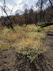 Sidalcea hickmanii parishii