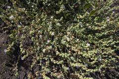 Sidalcea hickmanii parishii