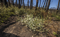 Sidalcea hickmanii parishii