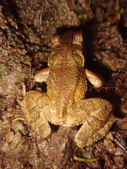 Incilius aucoinae