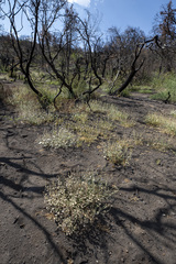 Sidalcea hickmanii parishii