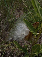 Pachycarpus schinzianus