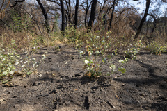 Sidalcea hickmanii parishii