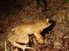 Incilius aucoinae